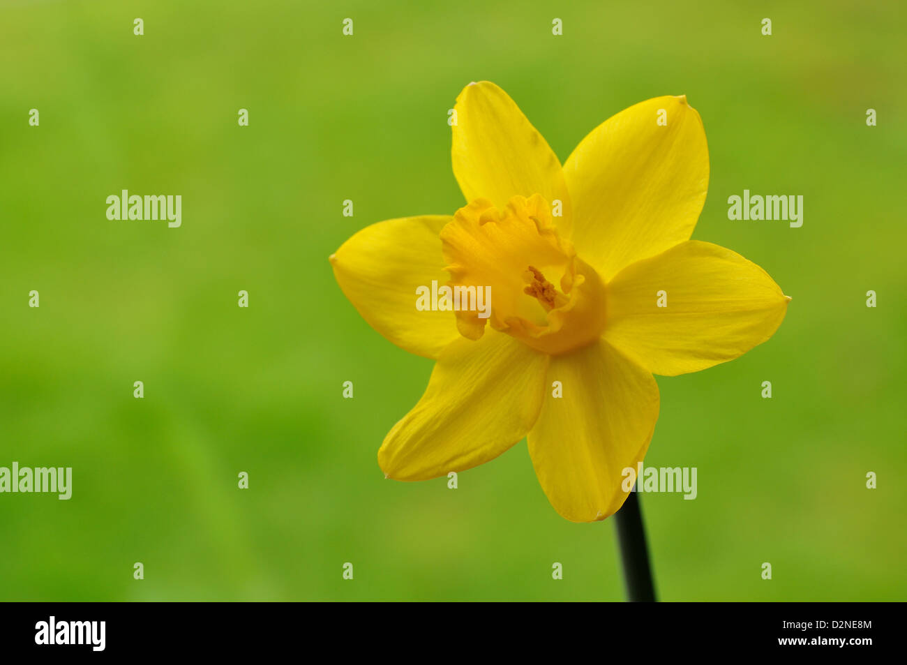 A single mature daffodil Stock Photo