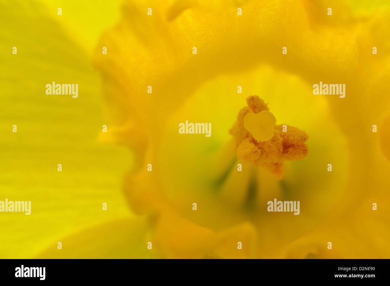Close up view of the reproductive organs of a daffodil Stock Photo Alamy