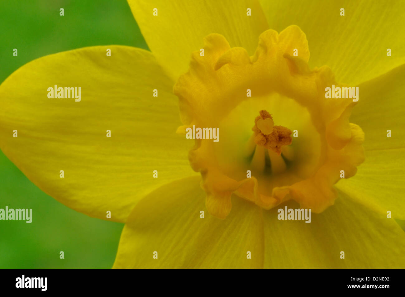 Close up view of the reproductive organs of a daffodil. Stock Photo