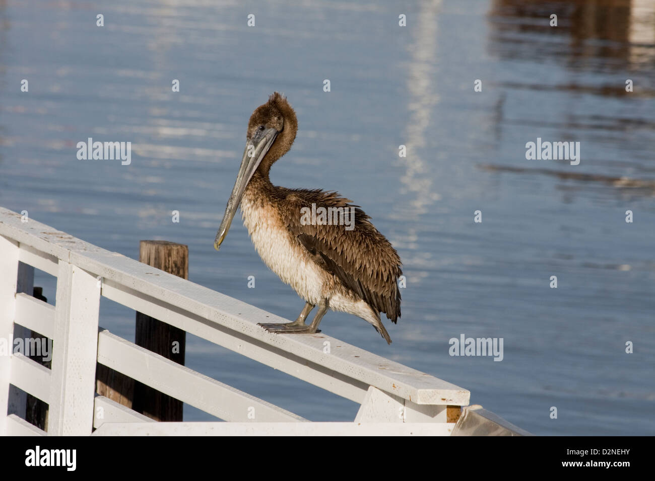A juvenile brown pelican (Pelecanus Occidentalis) at Old Fisherman's Wharf, Monterey, California Stock Photo