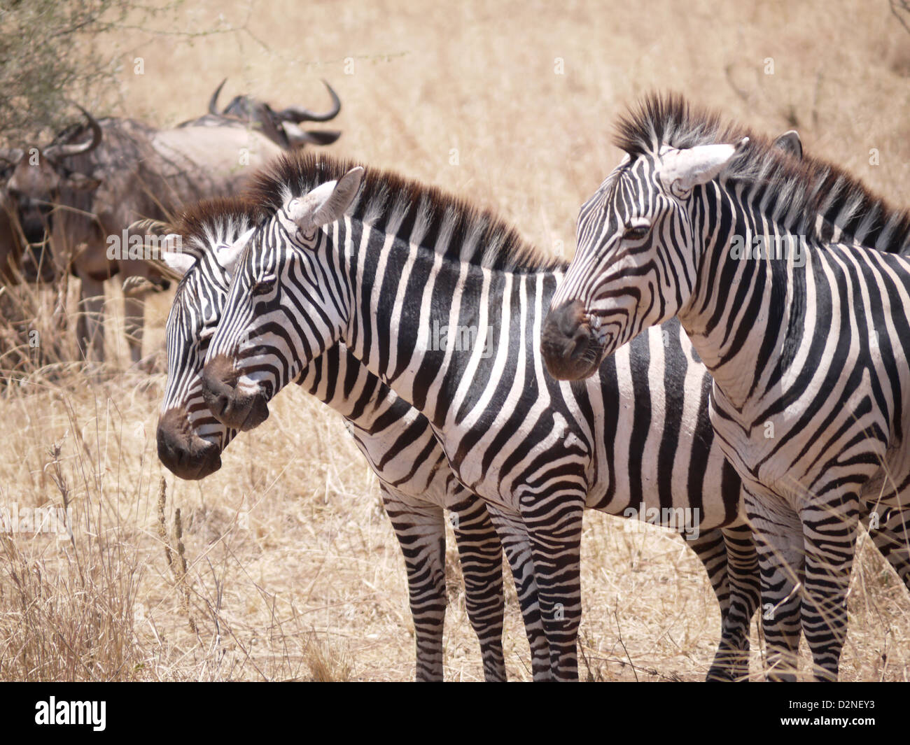 zebra zebras stripes black and white Tarangire National Park Tanzania Africa safari herd formation group friends horse pattern Stock Photo
