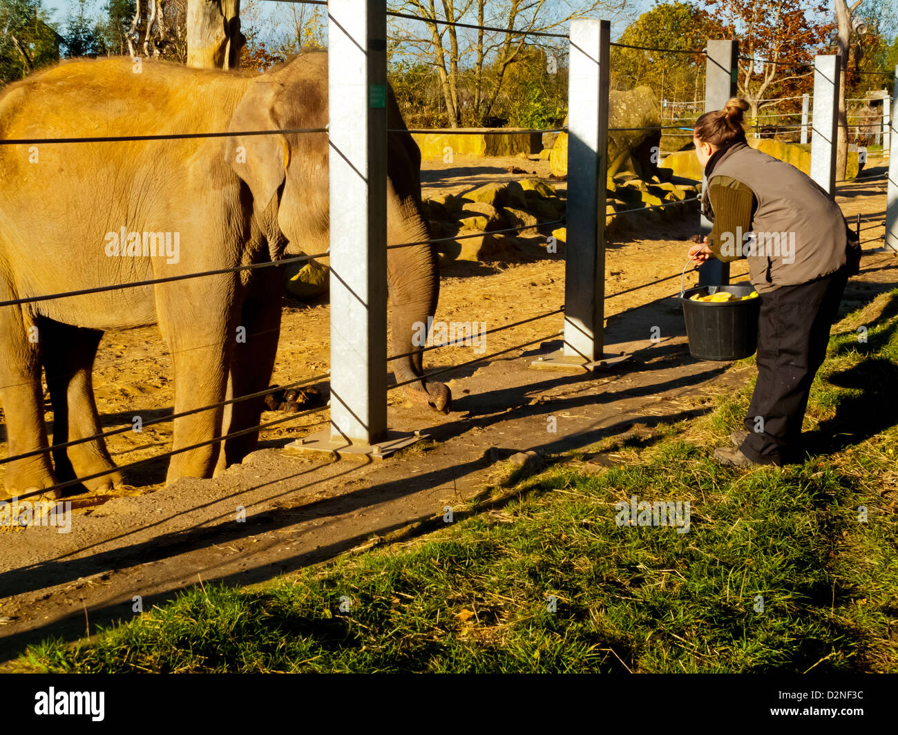 Asian or Asiatic elephant Elephas maximus in captivity being fed by keeper at Twycross Zoo Leicestershire England UK Stock Photo