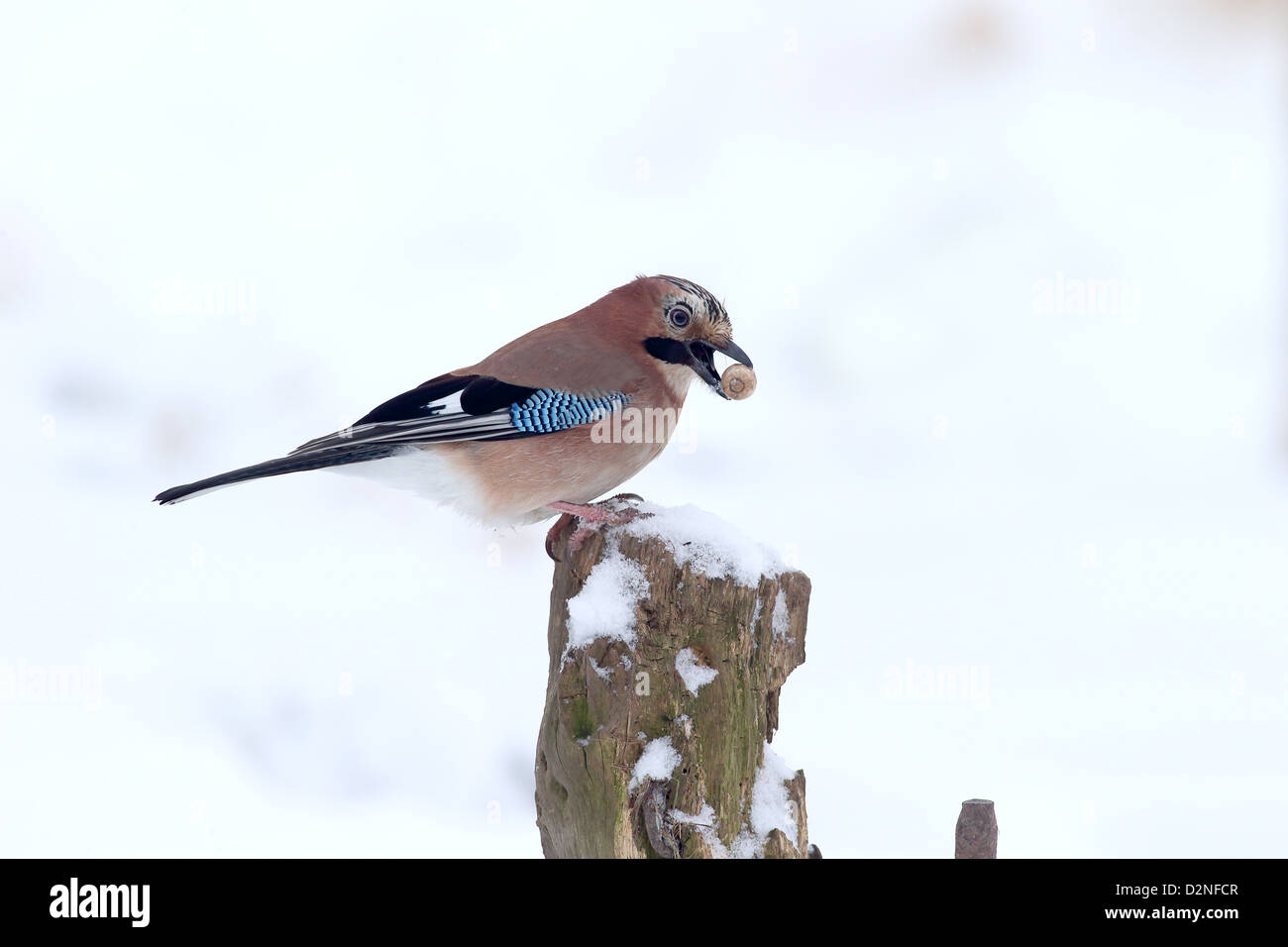 Jay, Garrulus glandarius, Single bird on post with acorn, Warwickshire, January 2013 Stock Photo