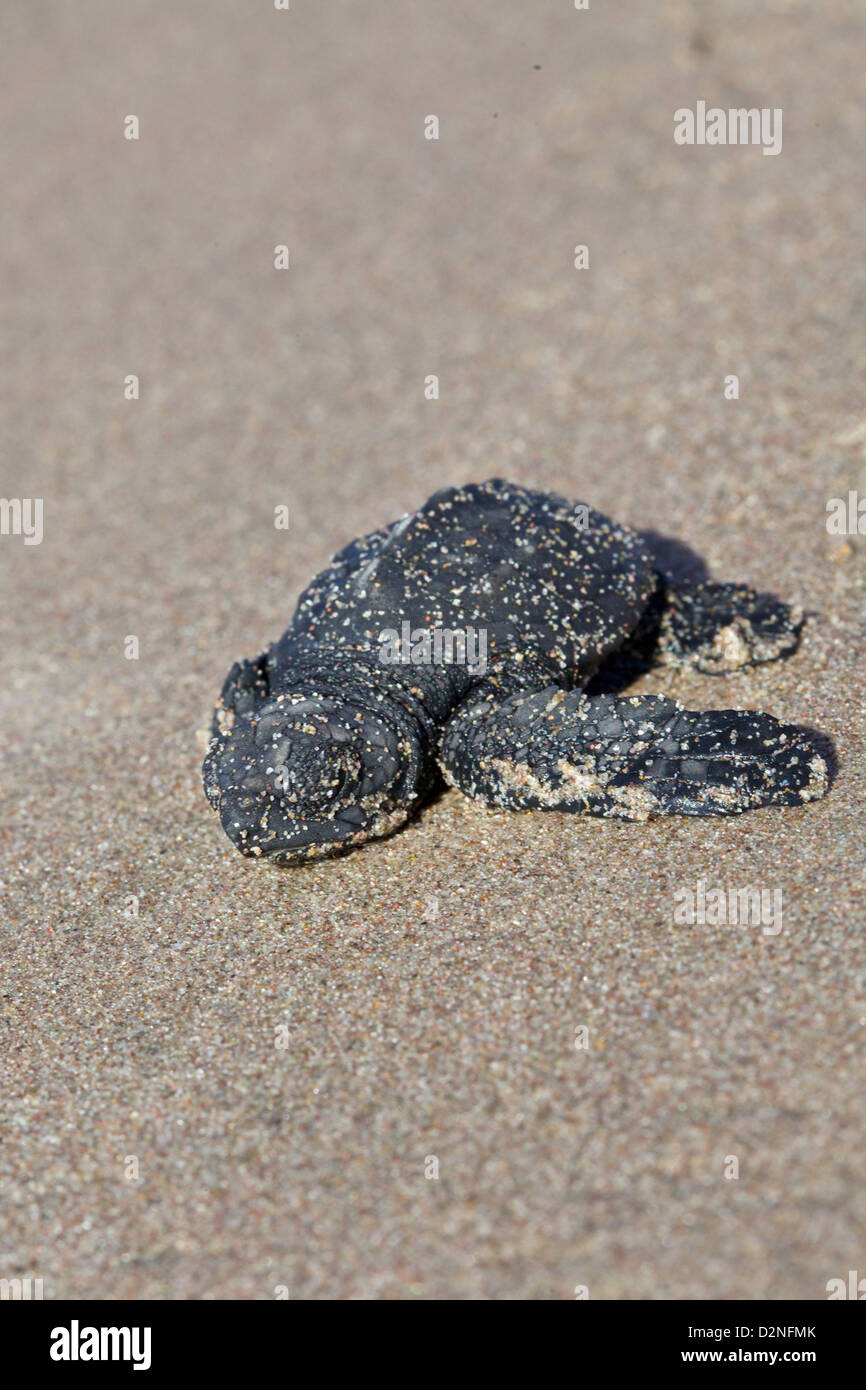 Baby sea turtles are hatched and sent into the Pacific outside of Mazatlan, Mexico Stock Photo
