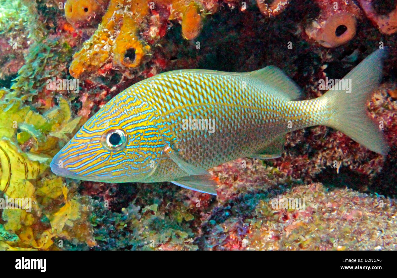 A beautiful White Grunt swims on a colorful reef in Key Largo, Florida, USA Stock Photo
