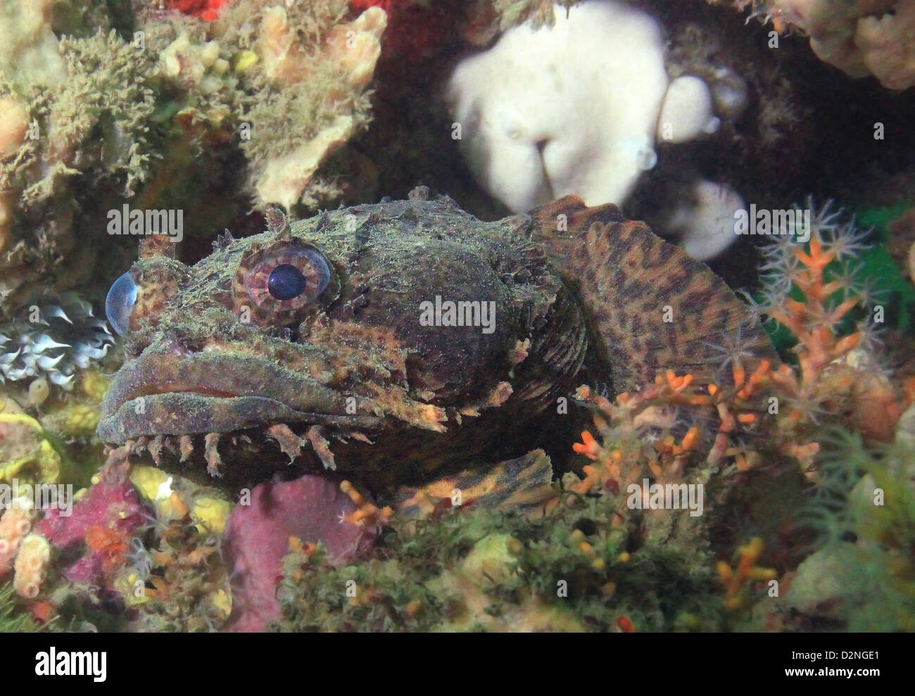 An Oyster Toadfish lies in wait on a shipwreck in South Carolina, USA Stock Photo