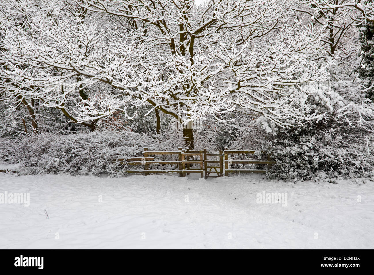 A woodland snow scene UK Stock Photo