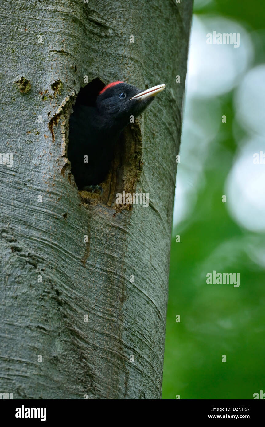 Schwarzspecht, Jungvogel - Black Woodpecker, young • Baden-Wuerttemberg, Deutschland Stock Photo