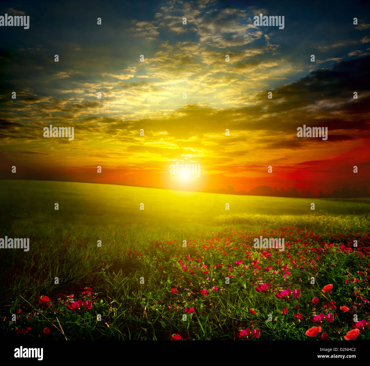 Beautiful meadow pink flowers hi-res stock photography and images - Alamy
