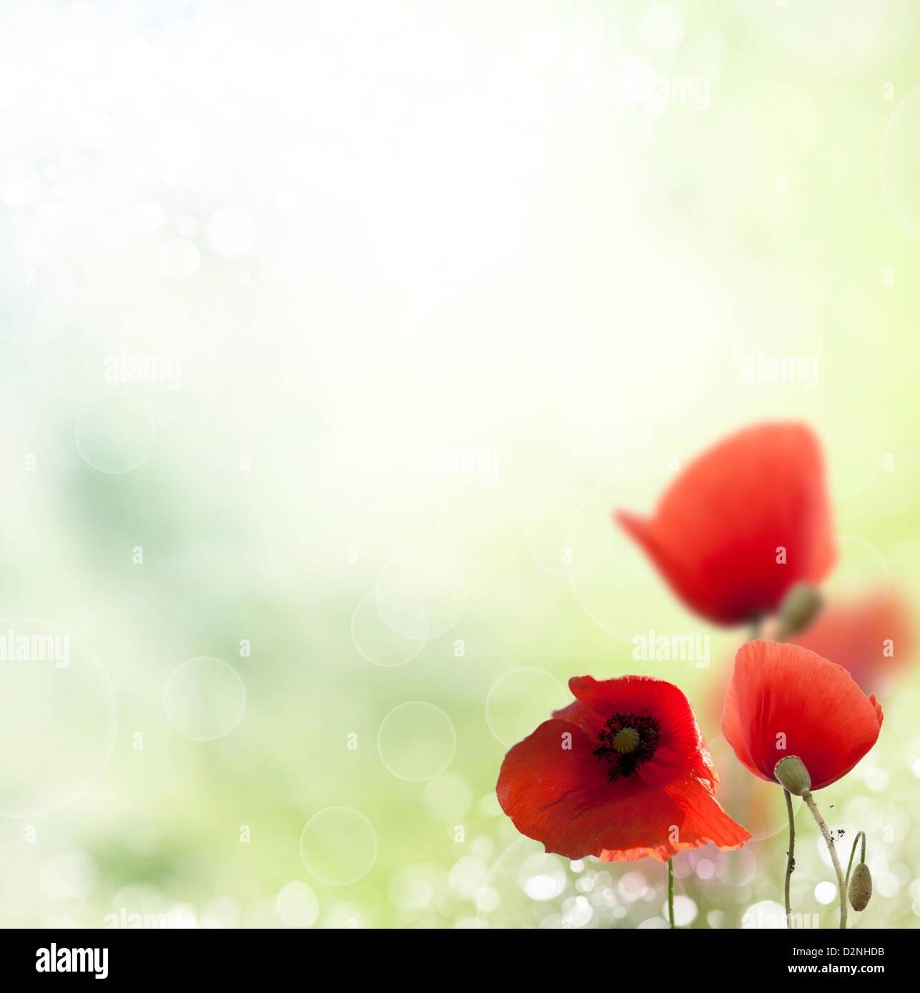 In poppies field. Nature composition. Stock Photo