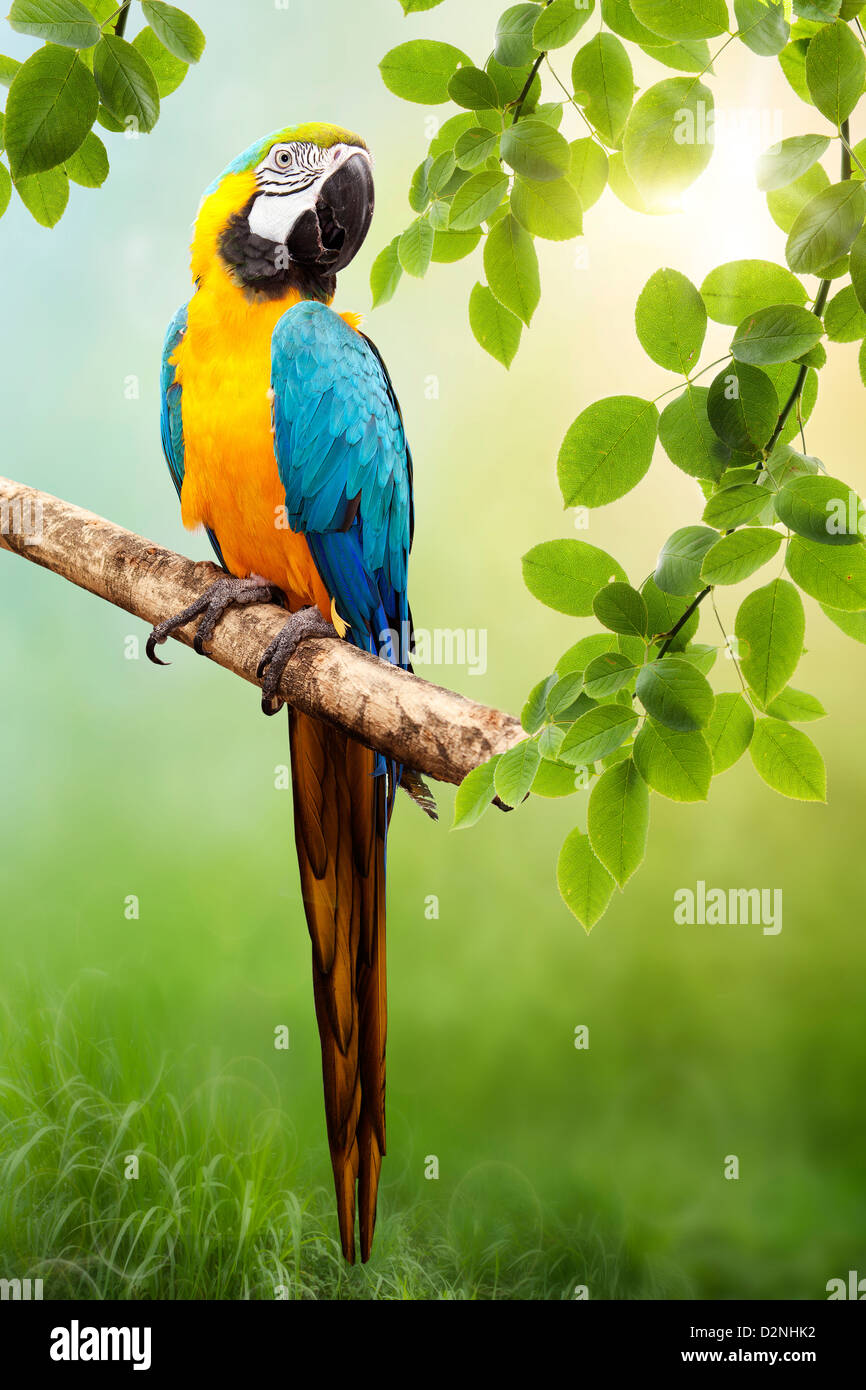 Parrot Macaw in the wild. The background bokeh Stock Photo