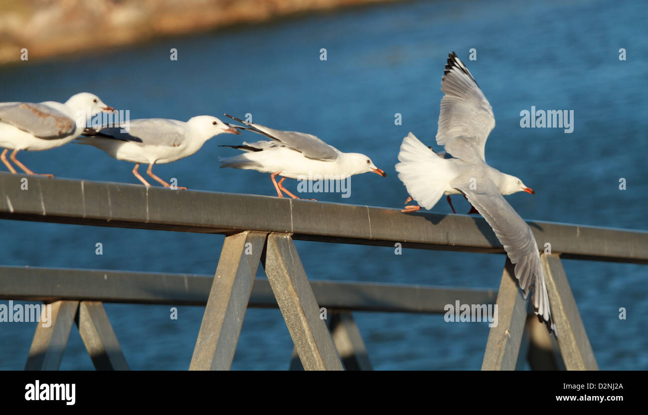 Seagulls in one line and sequential stages order of  flying Stock Photo