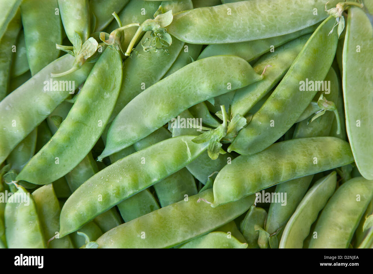 Harvested pea pods, 'Pisum sativum'. Stock Photo