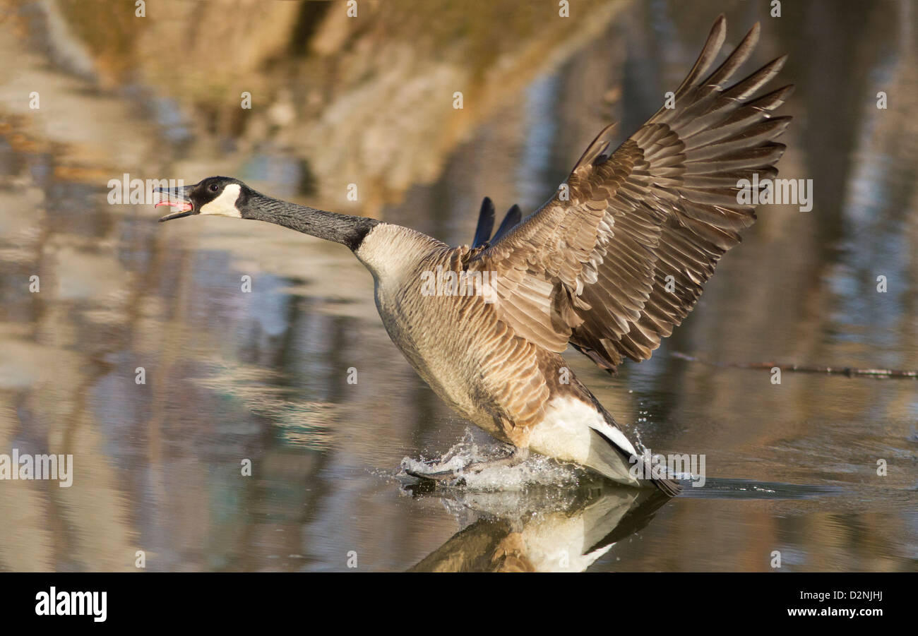Canada goose quora hombre hotsell