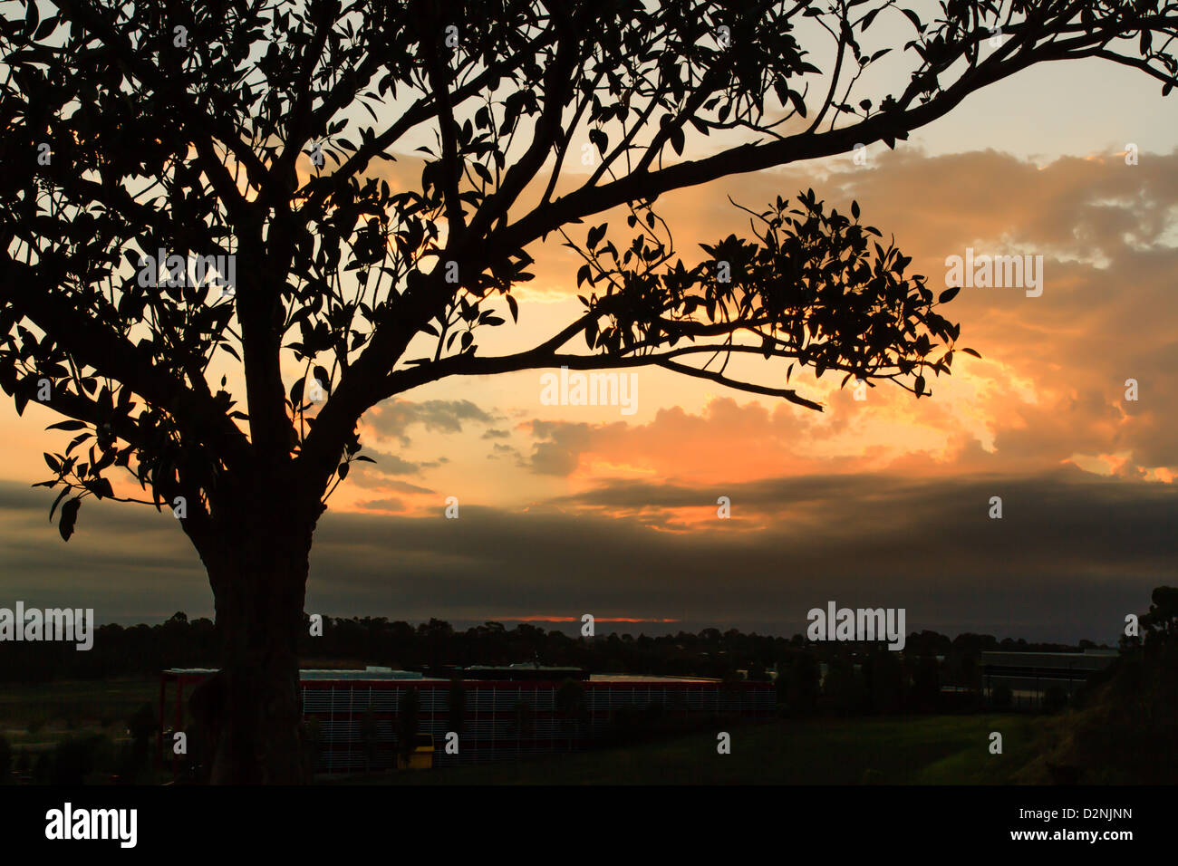 one tree silhouette at sunset in a hill Stock Photo - Alamy