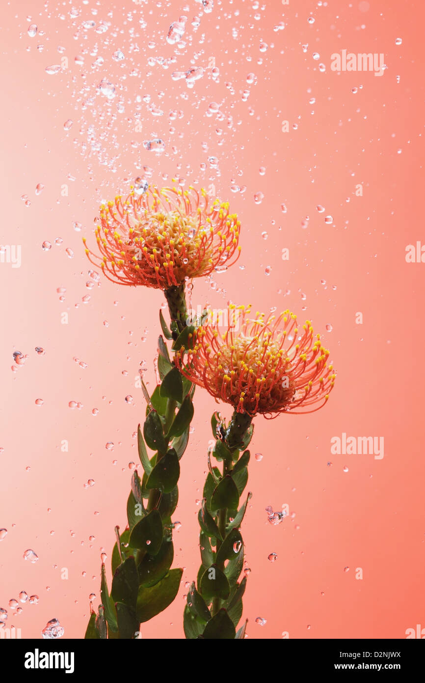 Pincushion flowers and water drops Stock Photo Alamy