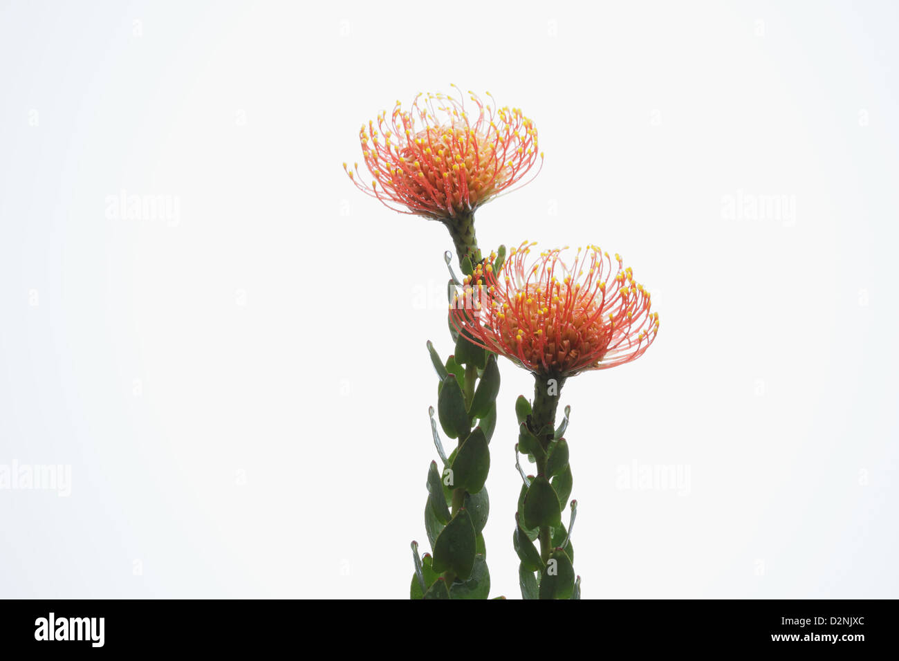 Pincushion flowers and water drops Stock Photo Alamy