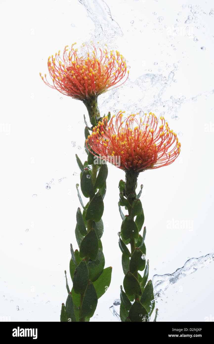 Pincushion flowers and water drops Stock Photo Alamy