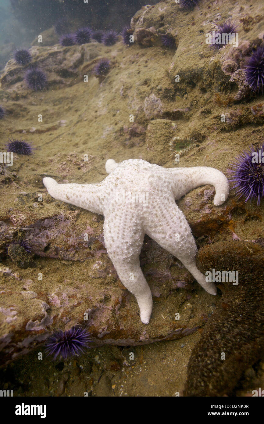 A white starfish rests on a rocky reef surrounded by purple sea urchins at the Old Marineland dive site in California Stock Photo