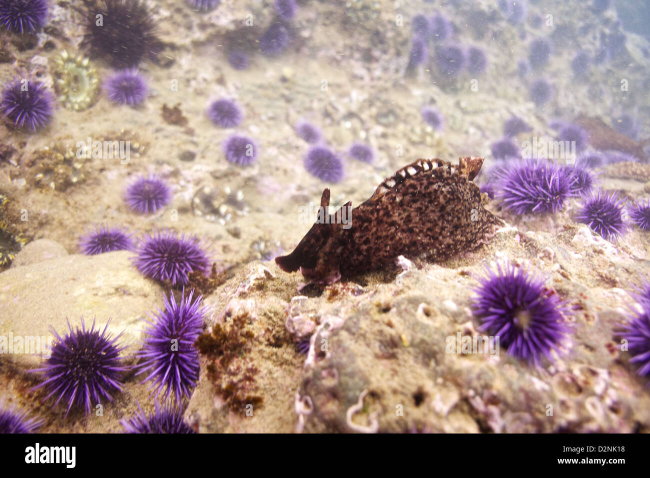 A sea hare crawls along the rocky ocean floor surrounded by vibrant purple sea urchins at the Old Marineland dive site Stock Photo