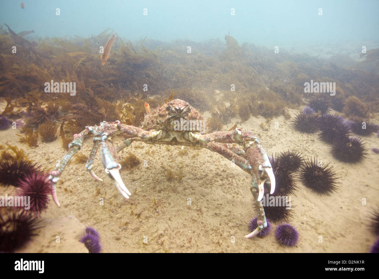 A California Spider crab confronts an invader Stock Photo Alamy