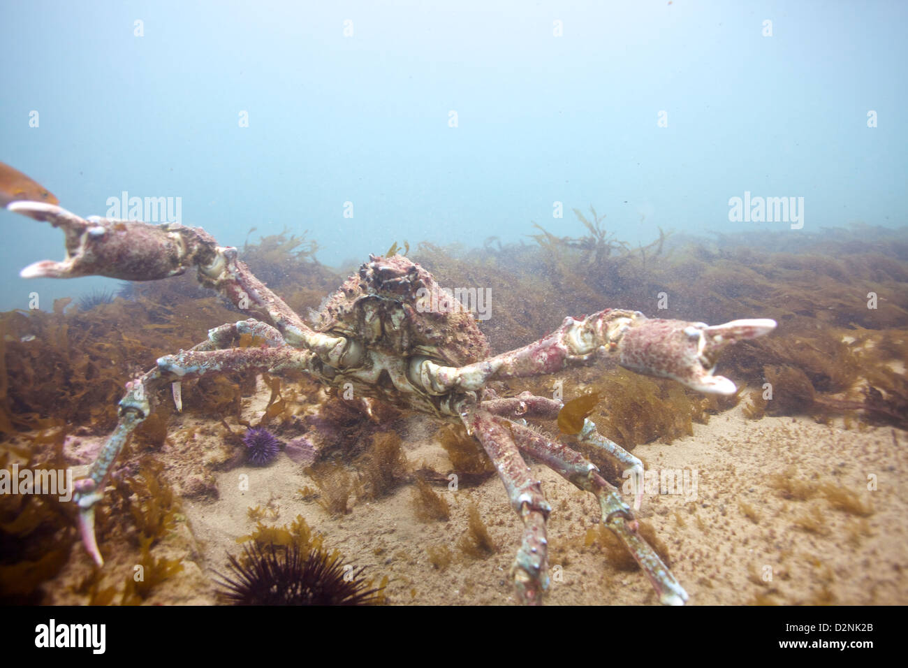 A California Spider crab confronts an invader Stock Photo Alamy