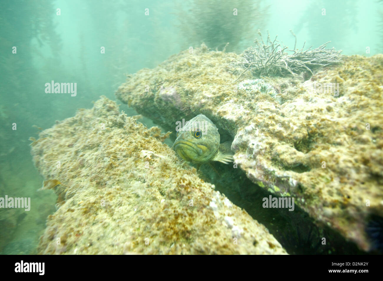 A kelp bass peers out from a rocky crevice at the Old Marineland dive site, surrounded by underwater rocks and kelp Stock Photo