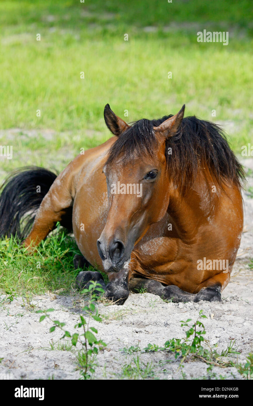 Bay mare relaxes on ground after a good roll in the sand. Stock Photo
