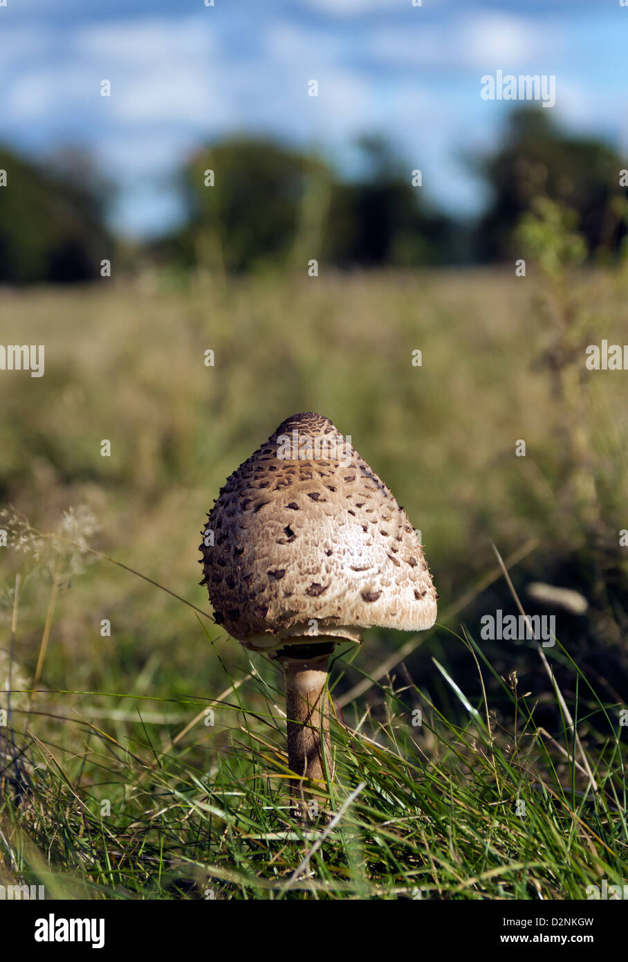 Shaggy Parasol Mushroom in a field of grass Stock Photo
