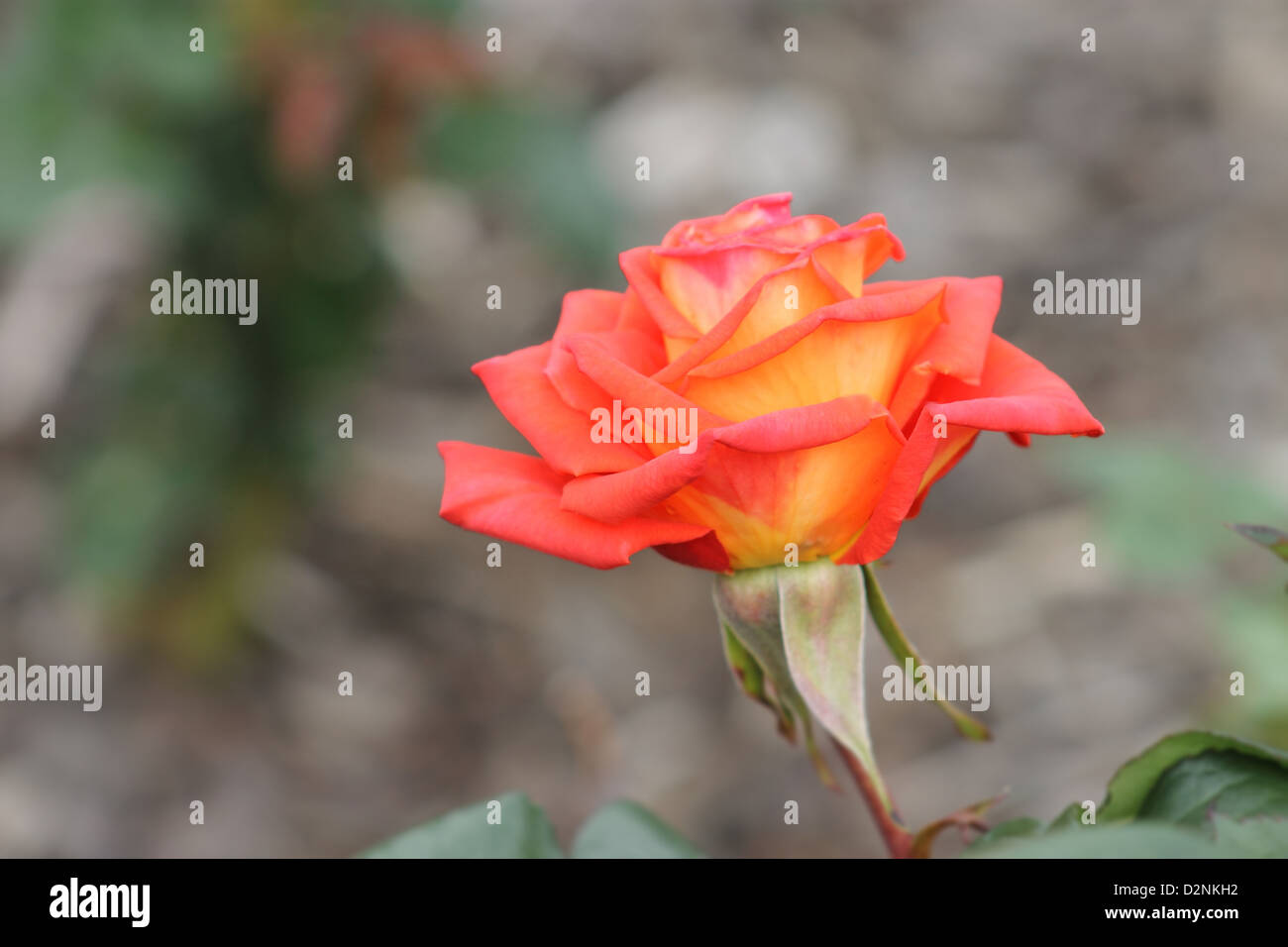 Sunrse Roses Beautiful Sunrise Rose