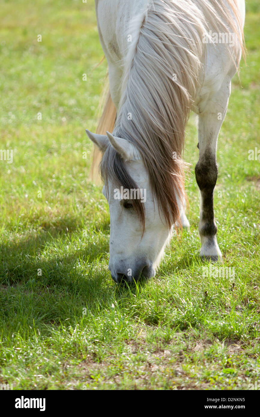 Partial shot of gray horse grazing on winter rye grass. Stock Photo