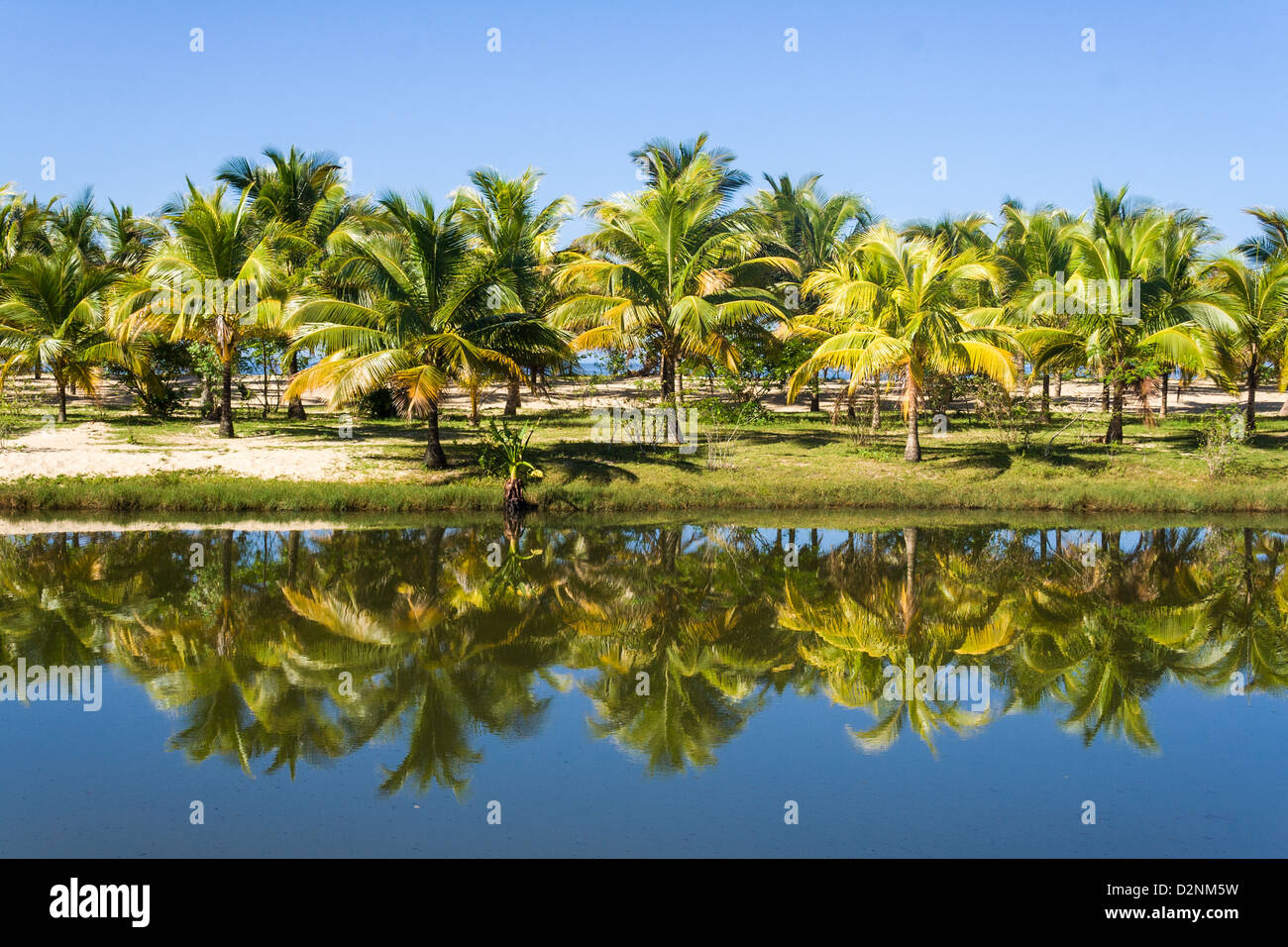 Palm trees reflected in pond hi-res stock photography and images - Alamy