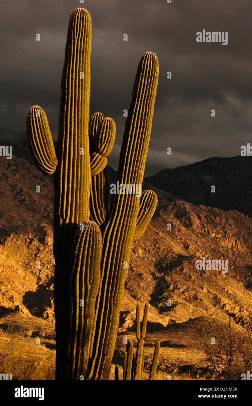 Saguaro cactus (Carnegiea gigantea) and ocotillo grow along the 50 Year Trail, Catalina, Arizona, USA, Sonoran Desert. Stock Photo
