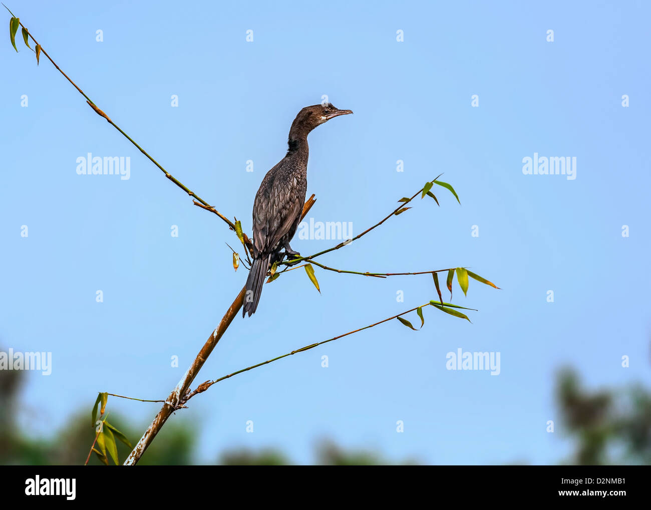 Little Cormorant, phalacrocorax niger, Bird,perched on a tree branch ...