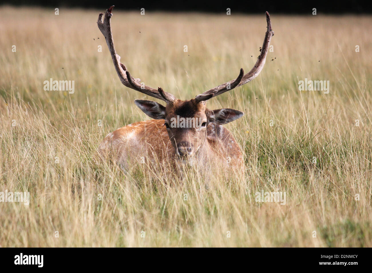 Deer In Field, Bushy Park, London Stock Photo