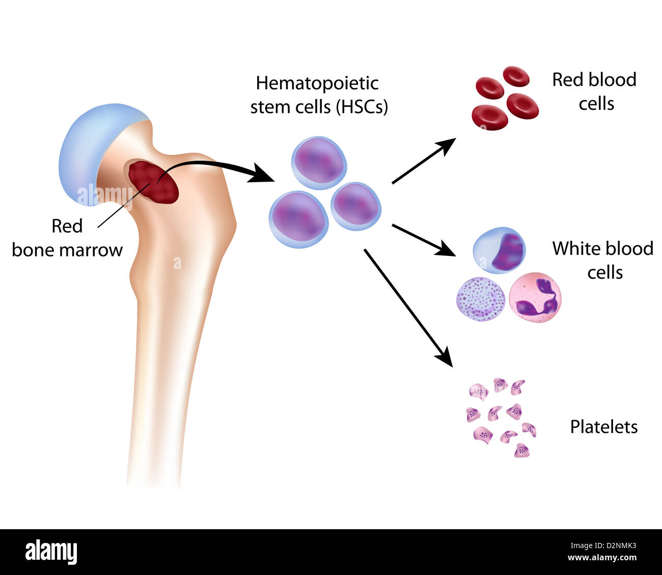 Blood cell formation from bone marrow Stock Photo