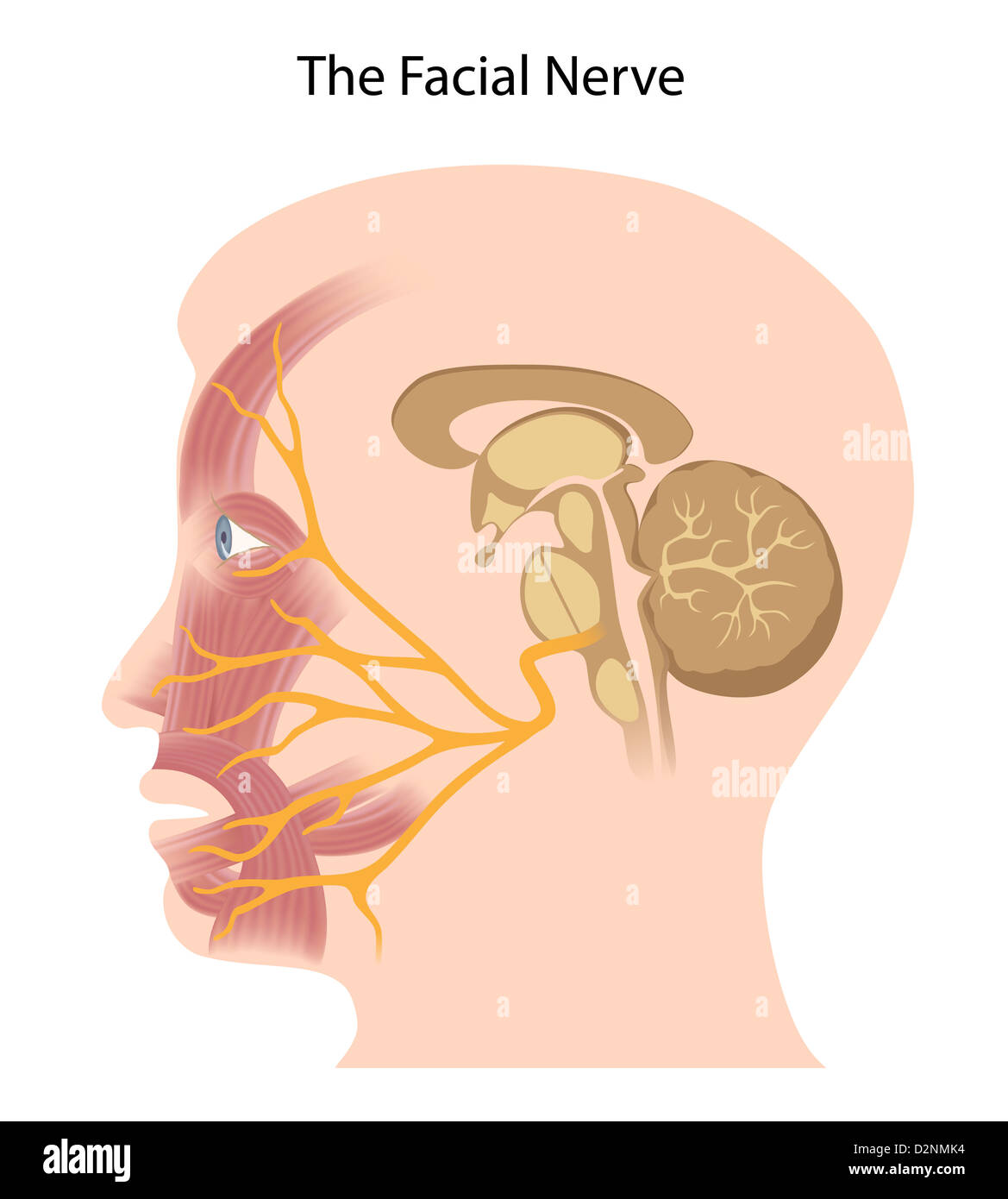 Mandibular nerve hi-res stock photography and images - Alamy