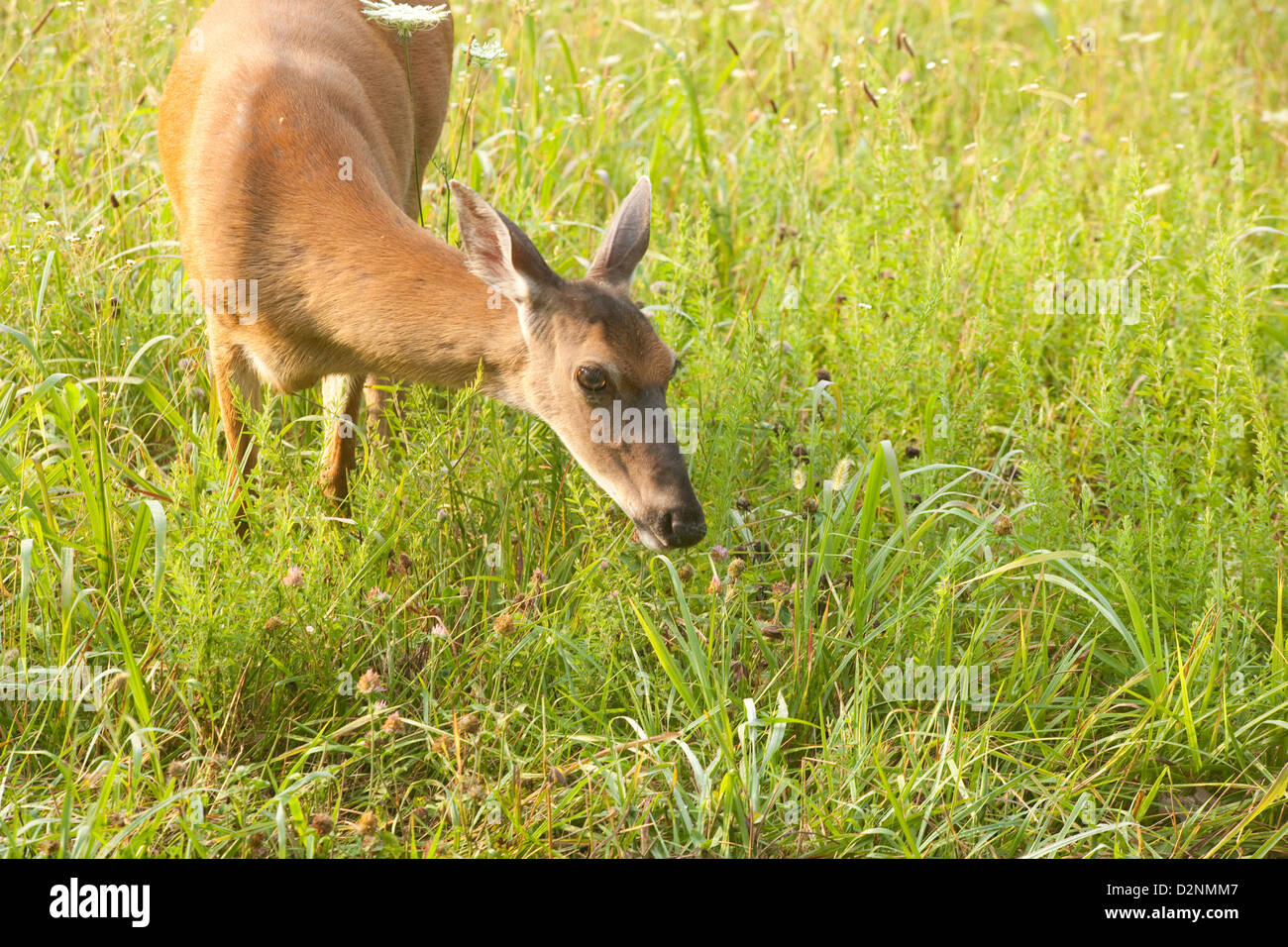 White tailed deer grazing in a peaceful, green field of flowers and