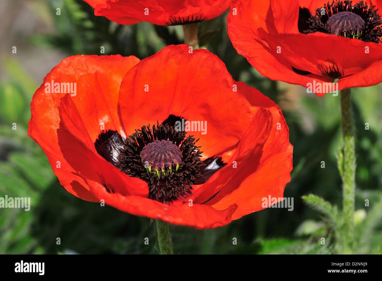 Mohn hi-res stock photography and images - Alamy