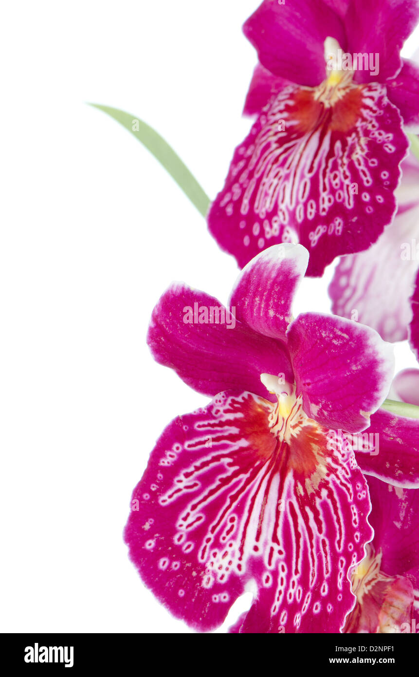 Closeup of beautiful Pansy Orchid - Miltonia Lawless Falls flowers. Stock Photo