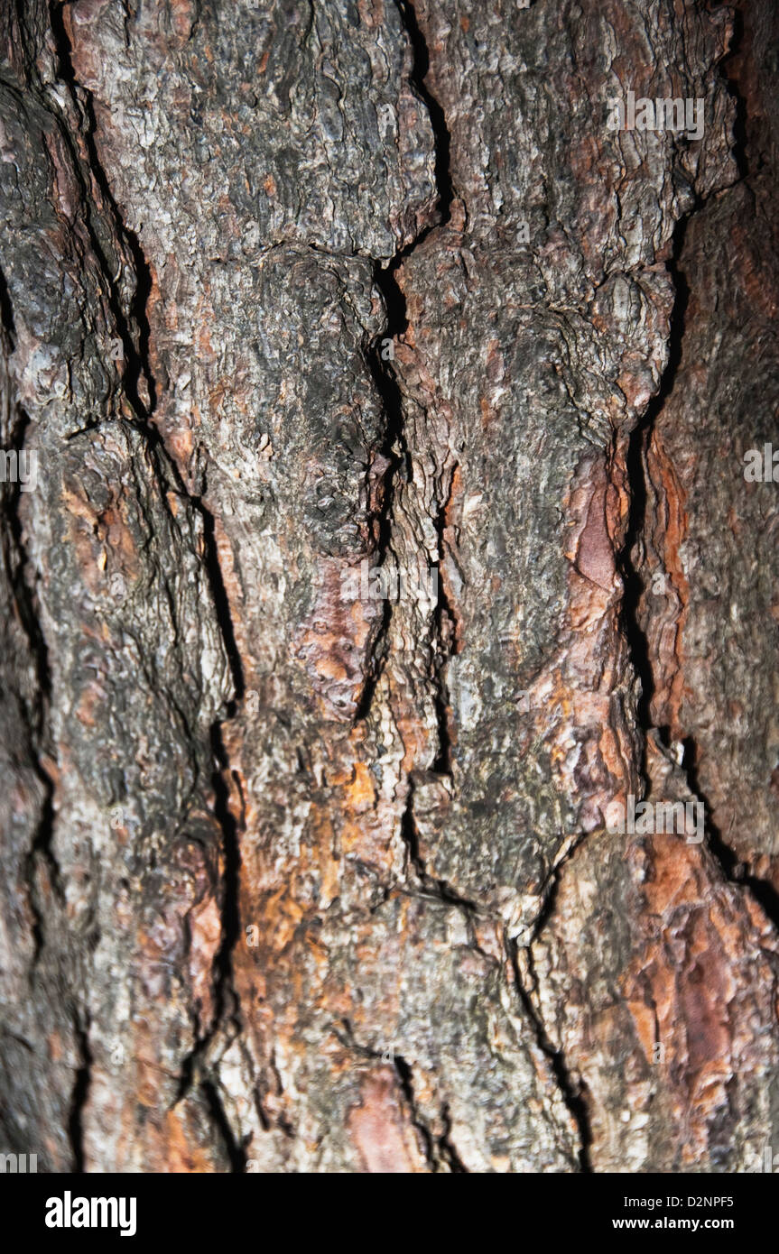 Close-up of a tree, Tirupati, Chittoor District, Andhra Pradesh, India ...