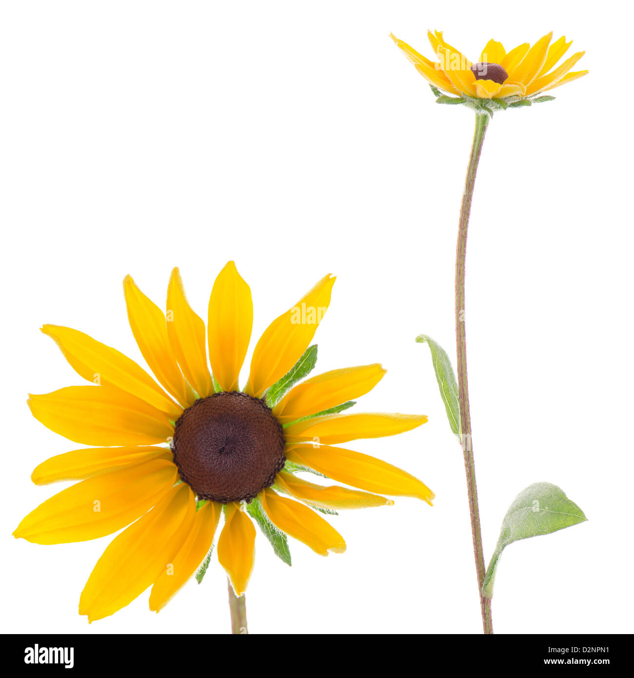 Beautiful sunflowers on white background Stock Photo - Alamy