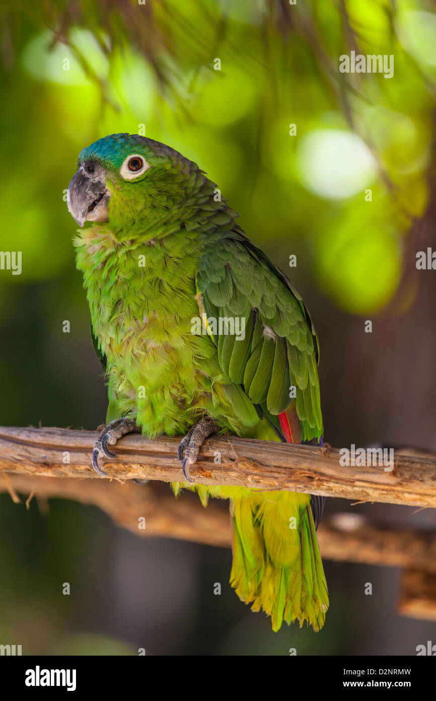 Bluenaped parrot Stock Photo Alamy