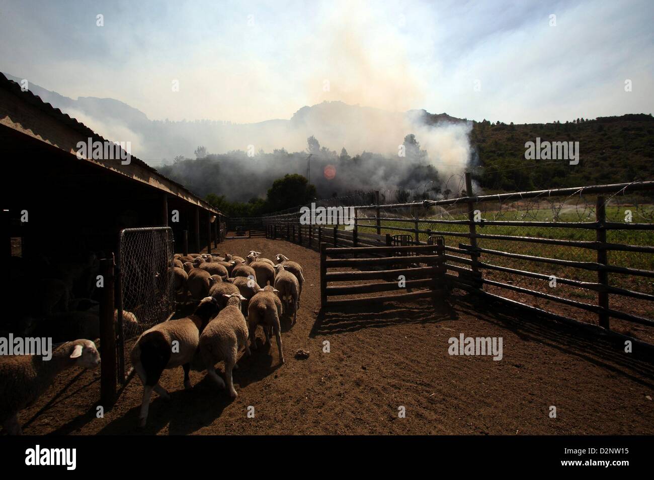 Paarl, South Africa. 29th January 2013.  Sheep run at La'Arc De Orleans on January 29, 2013, in Paarl, South Africa. No firemen were present as the veld fire swept through the entire Boland region in the Western Cape. (Photo by Gallo Images / The Times / Shelley Christians/ Alamy Live News) Stock Photo