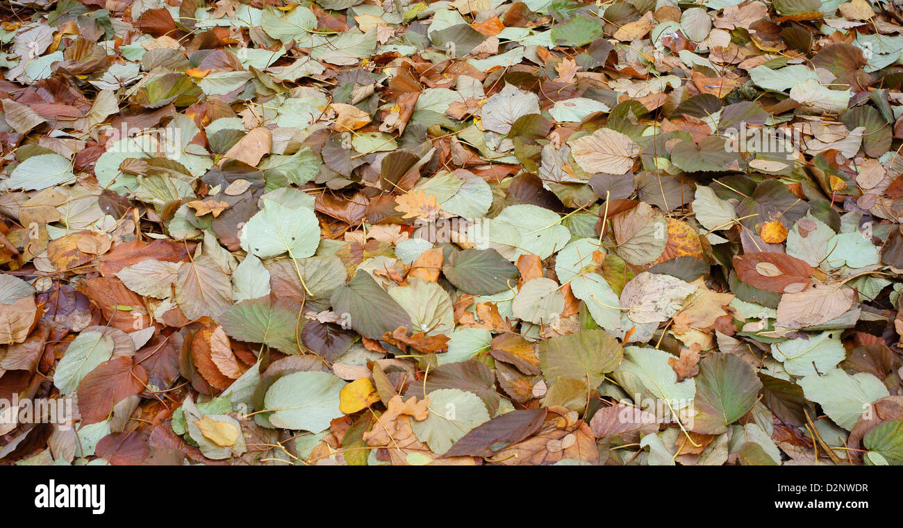 Fallen multicolor multicolour autumn leaves Stock Photo