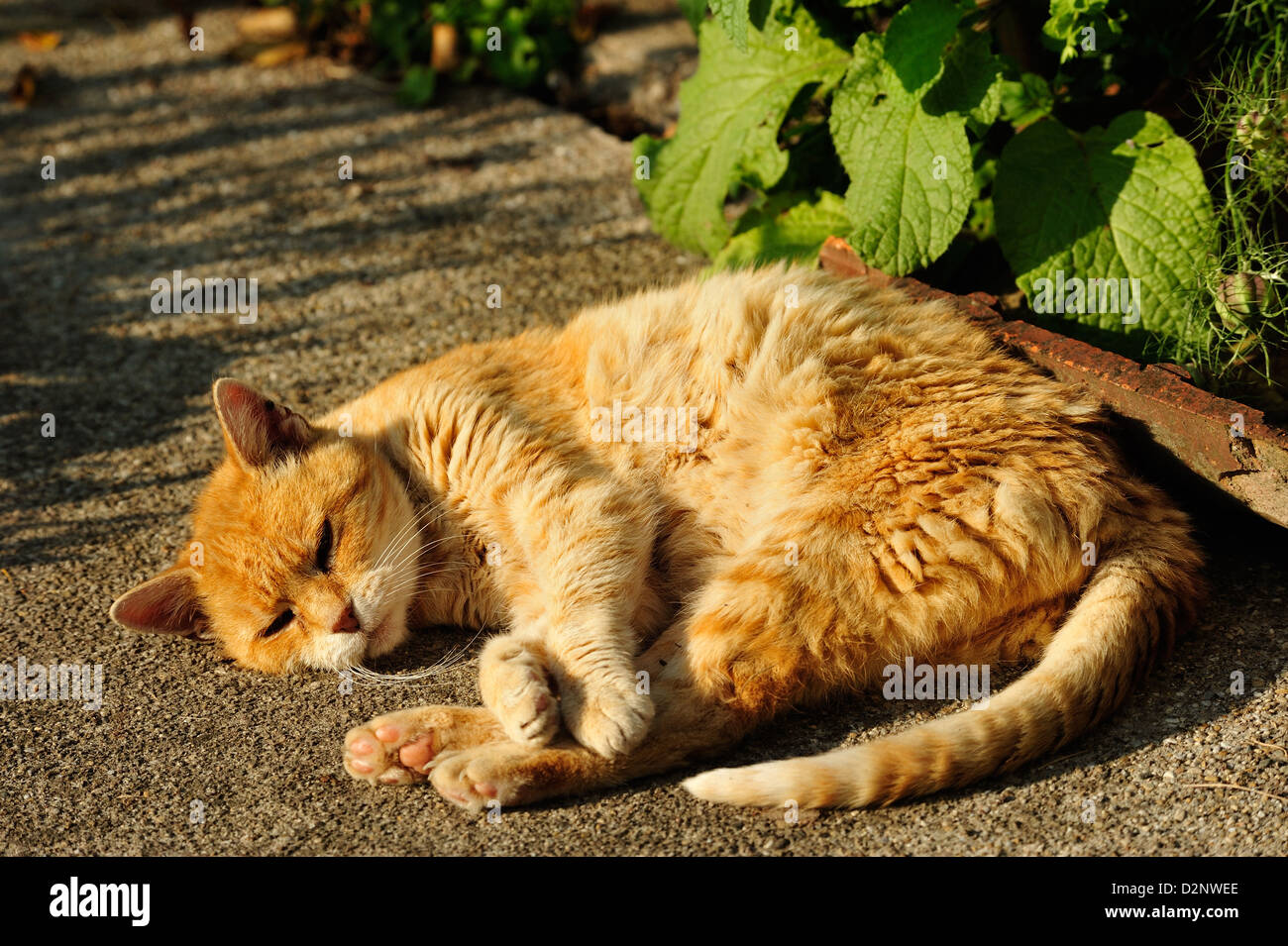 Hauskatze (Felis silvestris forma catus) Domestic cat • Landkreis Schwaebisch Hall, Baden-Wuerttemberg, Deutschland Stock Photo