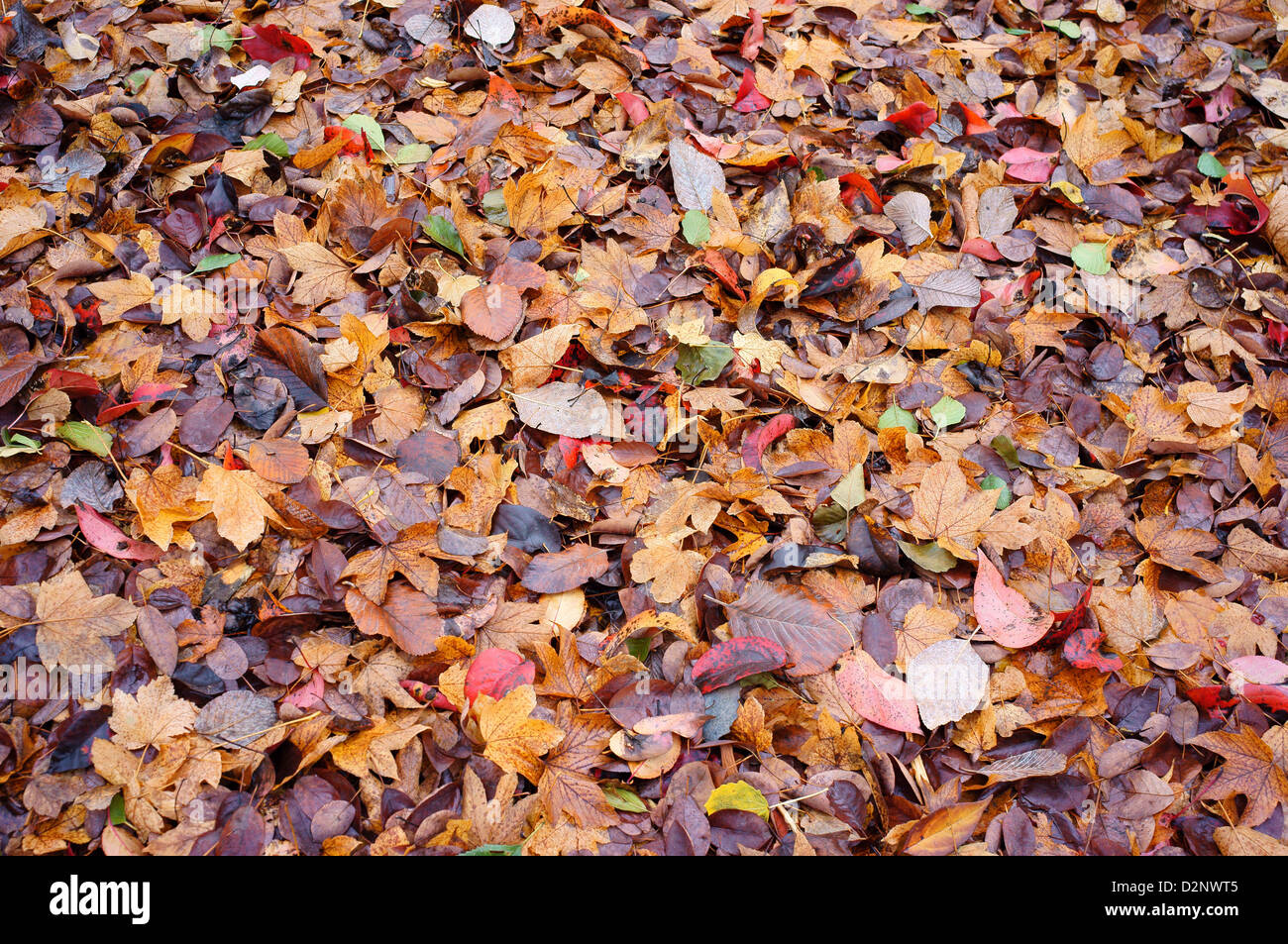 Fallen multicolor multicolour autumn leaves Stock Photo