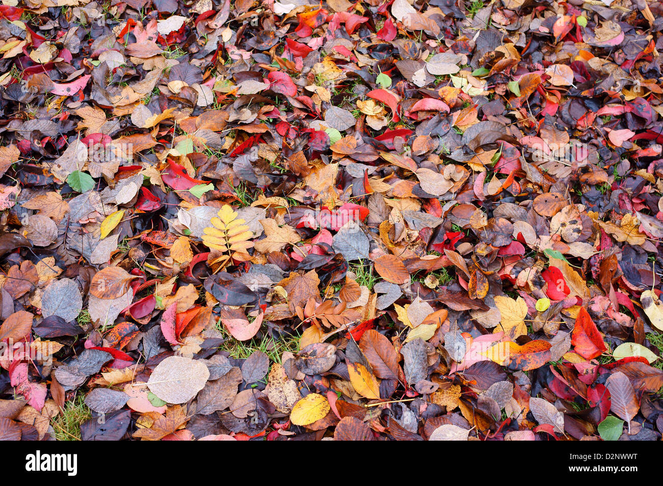 Fallen multicolor multicolour autumn leaves Stock Photo