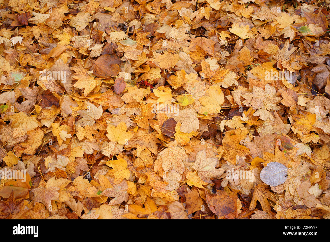 Fallen yellow brown maple tree autumn leaves Stock Photo