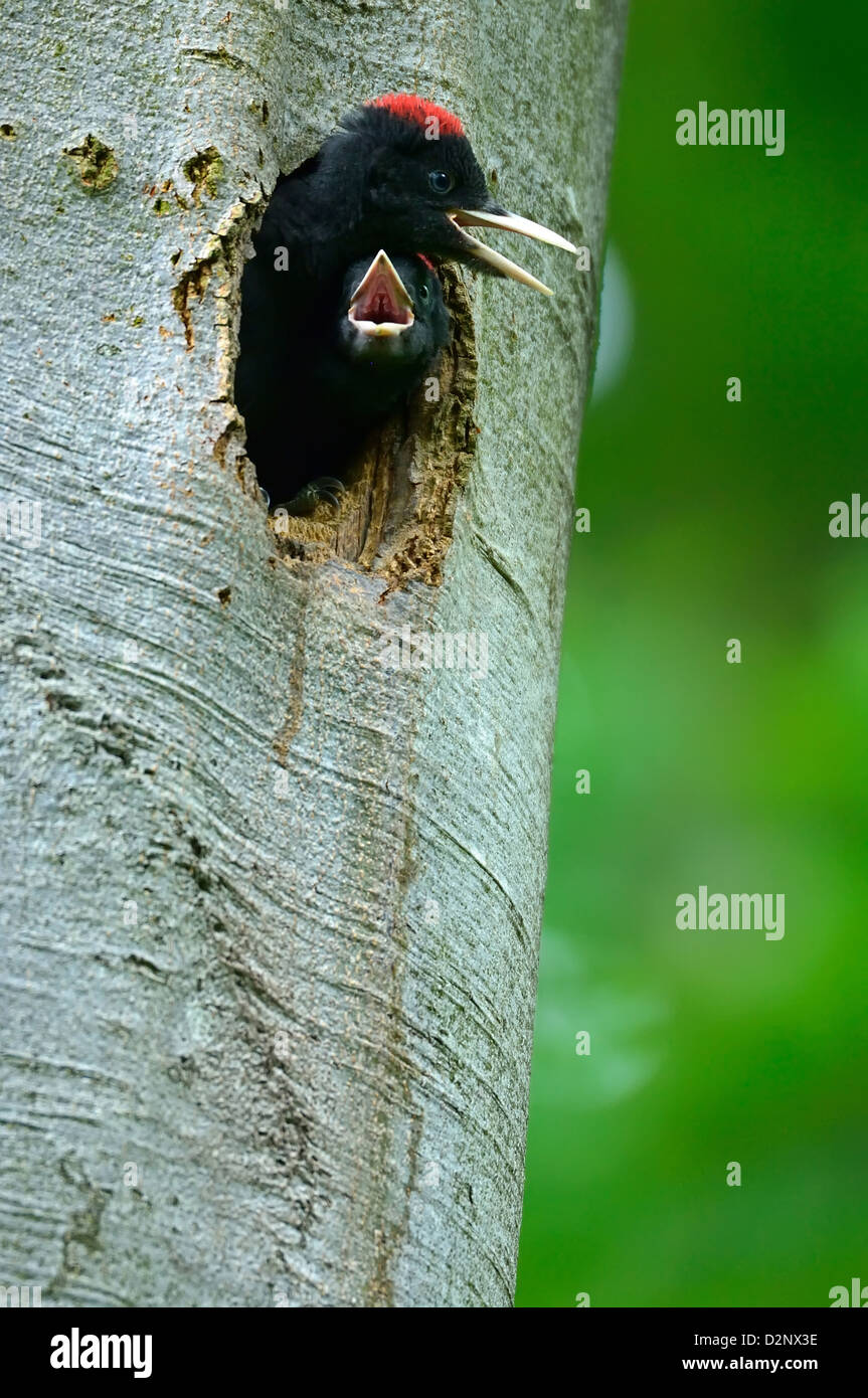 Schwarzspecht, Jungvogel - Black Woodpecker, young • Baden-Wuerttemberg, Deutschland Stock Photo